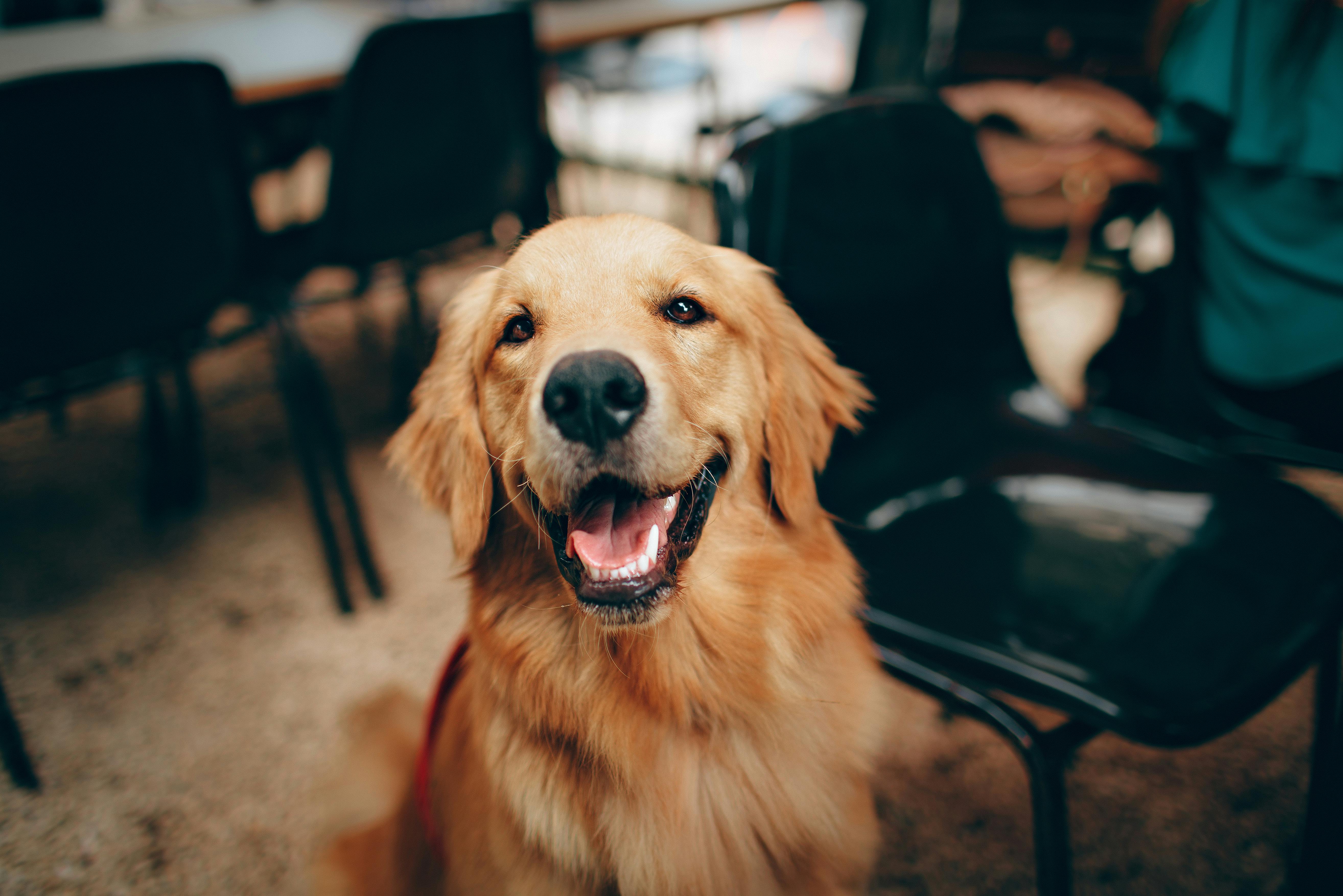 Pet Industry Photo (1)